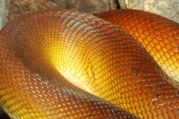 Python à lèvres blanches (Leiopython albertisii ) — Photo