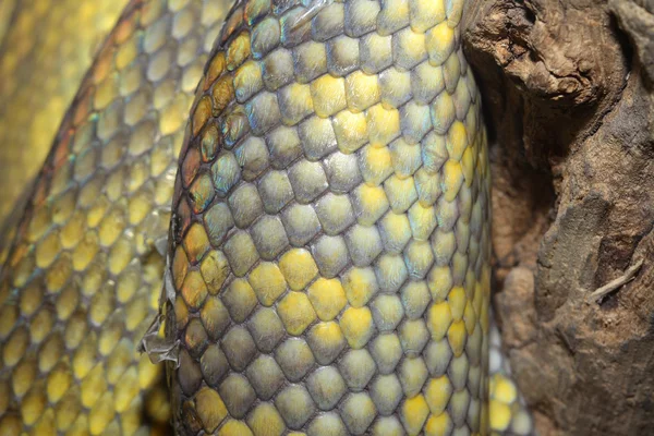 Pele de cobra de pitão molucano — Fotografia de Stock