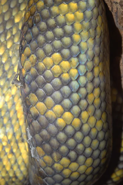 Pele de cobra de pitão molucano — Fotografia de Stock