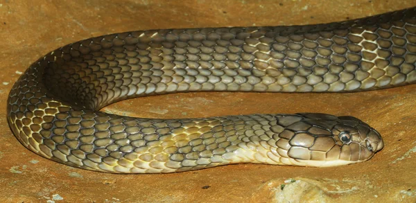 Serpente cobra re — Foto Stock
