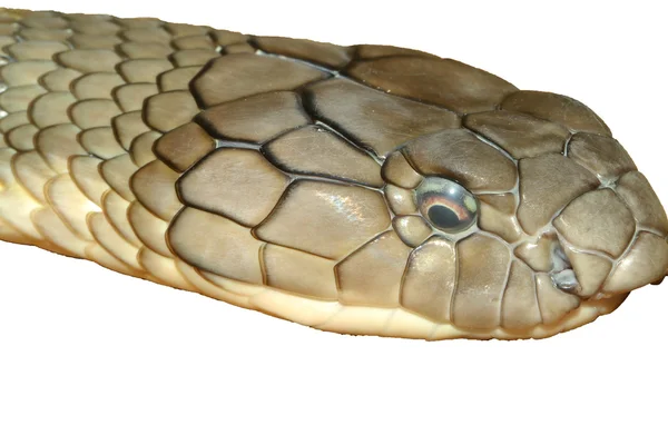 Στούντιο King cobra πυροβόλησε — Φωτογραφία Αρχείου