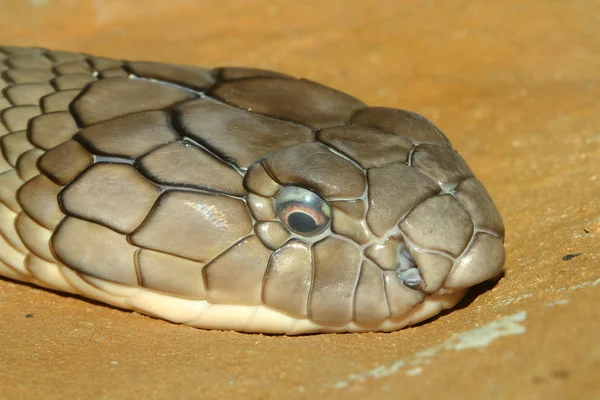 Голова постріл король кобра змія — стокове фото