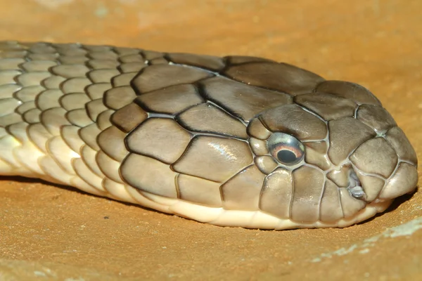 Tête tourné roi cobra serpent — Photo