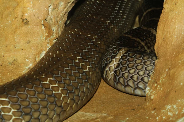 동굴에서 킹 코브라 뱀 — 스톡 사진