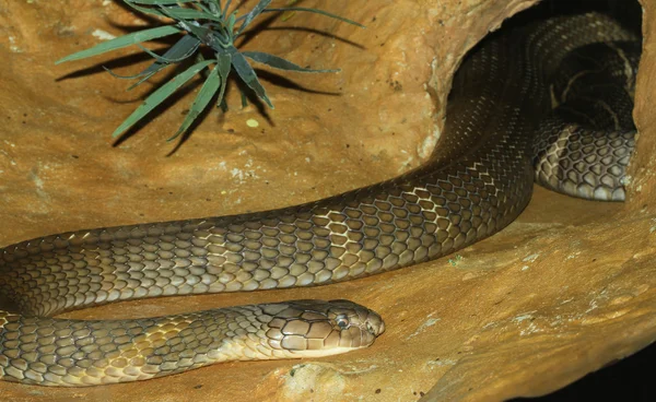 Serpente cobra re in grotta — Foto Stock