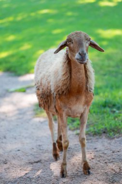 Kahverengi Koyun bahçede dinleniyor.