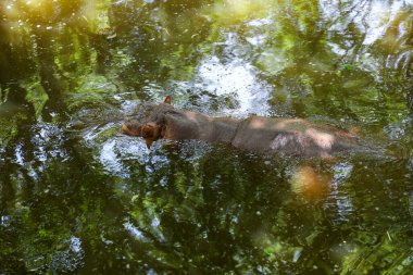 The hippopotamus In the river at national park