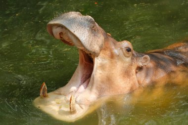 The hippopotamus In the river at national park