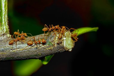 Tayland ormanlarında ağaç dalında kırmızı karınca grubu.