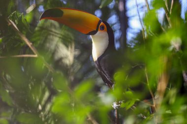 Ahşap ağaçtaki Toco Toucan kuşu