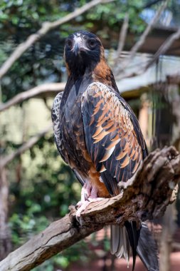 Avustralya 'daki siyah göğüslü akbaba yırtıcıdır.