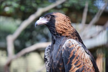 Avustralya 'daki siyah göğüslü akbaba yırtıcıdır.