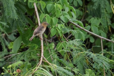 Kuş dinleniyor ve ağaçta kalıyor.