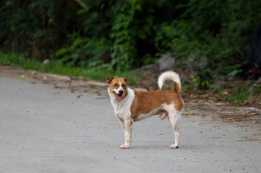 Küçük kahverengi ve beyaz köpek çimento zeminde bir aksiyon oyunu.