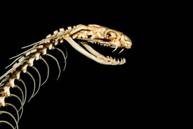 Siyah arka planda kemik yılanı deseni için kafa kemiği yılanını kapatın.