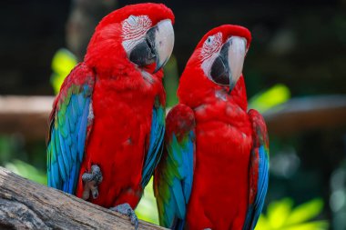 Bahçedeki kırmızı papağan kuşunun kafasını kapat.