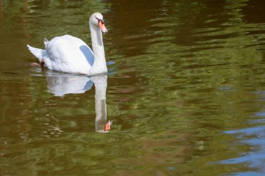 Beyaz kuğu nehirde sevimlidir.