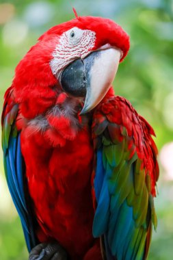 Bahçedeki kırmızı papağan kuşunun kafasını kapat.