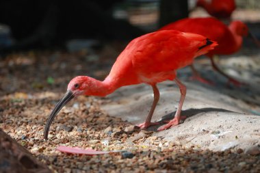 Kızıl aynalı kuşun etrafını sarın.