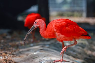 Kızıl aynalı kuşun etrafını sarın.