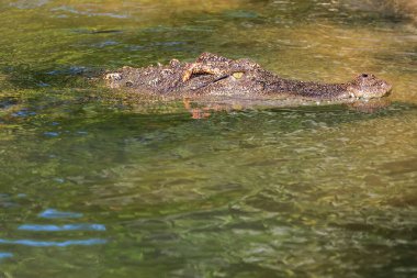Timsah nehirde kalıyor.