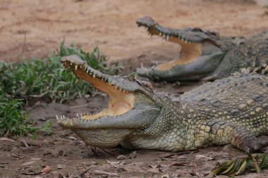Kanal yakınlarındaki nehirdeki timsah.
