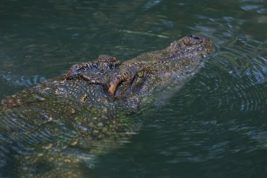 Timsah nehri boyladı.