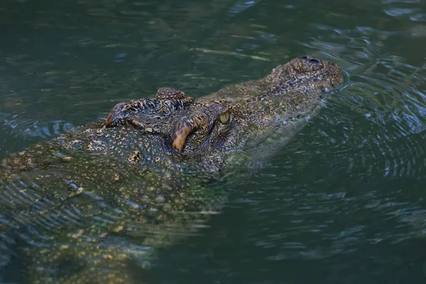 Timsah nehri boyladı.