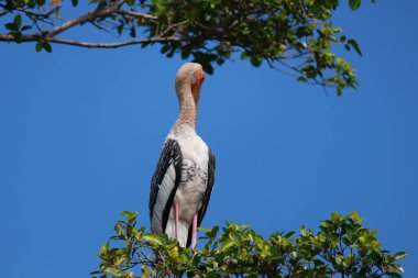 Doğadaki ağaçta bulunan Boyalı Leylek Kuşu (Mycteria leucocephala)