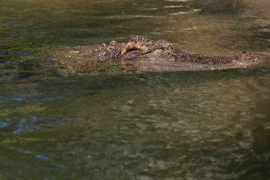 Timsah nehri boyladı.