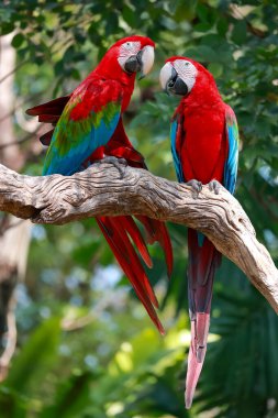 Bahçedeki kırmızı papağan kuşu