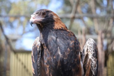 Siyah göğüslü akbaba Avustralya 'da doğada bir yırtıcıdır.