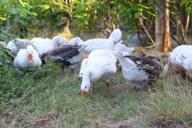 Beyaz kaz grubu bahçede yürüyor.
