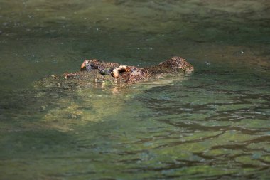 Timsah nehri boyladı.