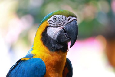 Bahçedeki mavi papağan kuşunun kafasını kapat.