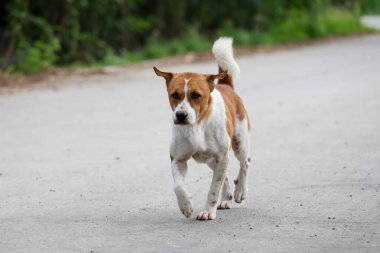 Küçük kahverengi ve beyaz köpek çimento zeminde bir aksiyon oyunu.