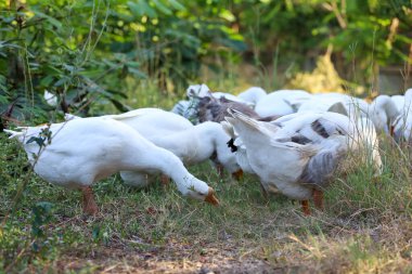 Beyaz kaz grubu bahçede yürüyor.
