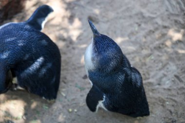 Peri pengueni ya da mavi penguen çok şirin ve yerel bir hayvandır.