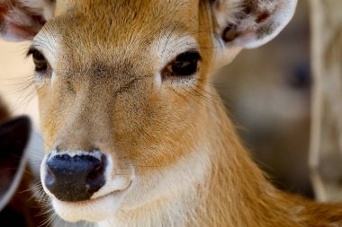 Bahçedeki erkek geyiği kapat.