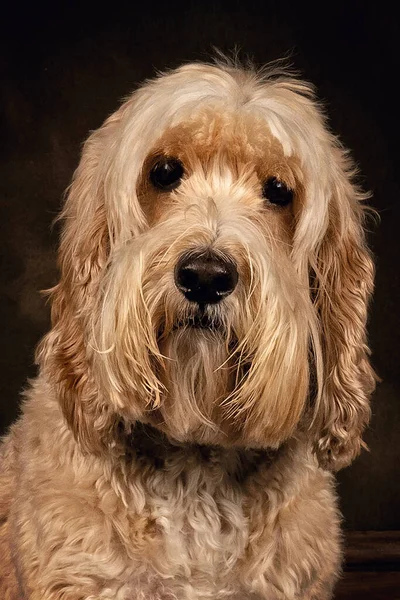 Perro Cockapoo Estándar Poodle Cruzado Spaniel — Foto de Stock