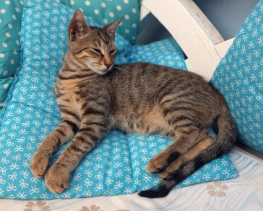 Kedi üzerinde mavi yastık döşeme