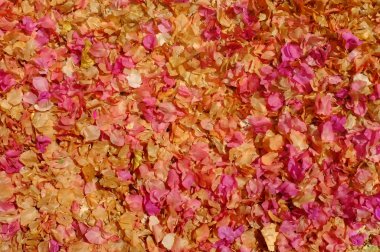 Kurutulmuş düşmüş çiçek yaprakları