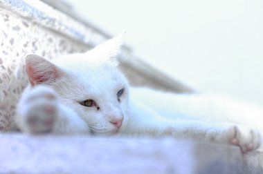 Beyaz kedi bırakmasını