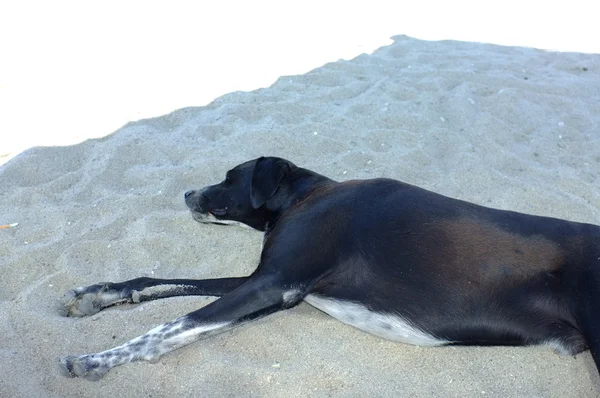 Чорний вуличний собака відпочиває на піску — стокове фото