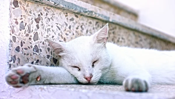 White cat laying down — Stock Photo, Image