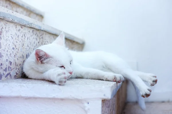 Gato blanco acostado —  Fotos de Stock