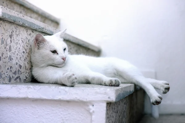 Gato blanco acostado — Foto de Stock