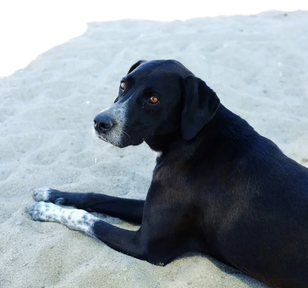 Cão de rua preto descansando na areia — Fotografia de Stock