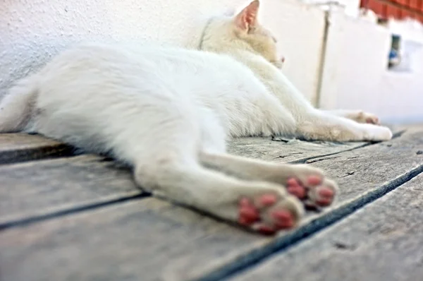 Hvit katt som legger seg – stockfoto