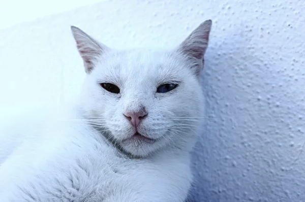 White cat portrait — Stock Photo, Image